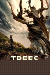 Nonton Trees and Other Entanglements 2023